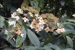 Hydrangea heteromalla